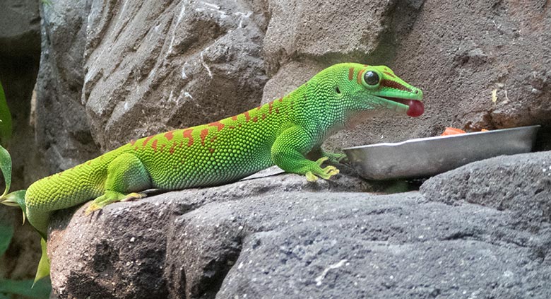 Madagassischer Taggecko am 11. Mai 2019 im Terrarium im Wuppertaler Zoo