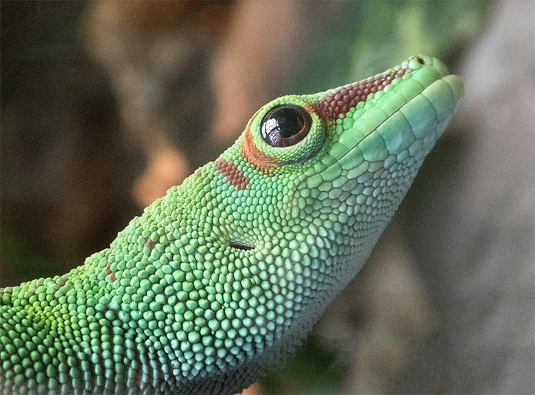 Madagassischer Taggecko am 16. Juni 2019 im Terrarium im Wuppertaler Zoo