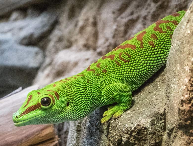 Madagassischer Taggecko am 5. Dezember 2019 im Terrarium im Zoologischen Garten Wuppertal