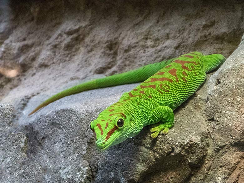 Madagassischer Taggecko am 5. Dezember 2019 im Terrarium im Wuppertaler Zoo