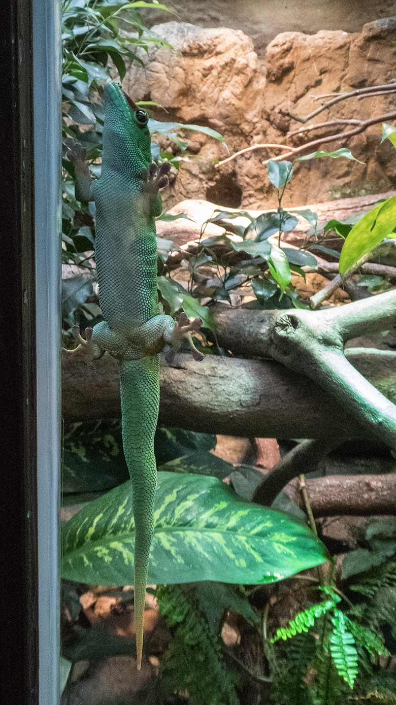 Madagassischer Taggecko am 1. Januar 2020 an der Scheibe des Schaugeheges im Terrarium im Grünen Zoo Wuppertal