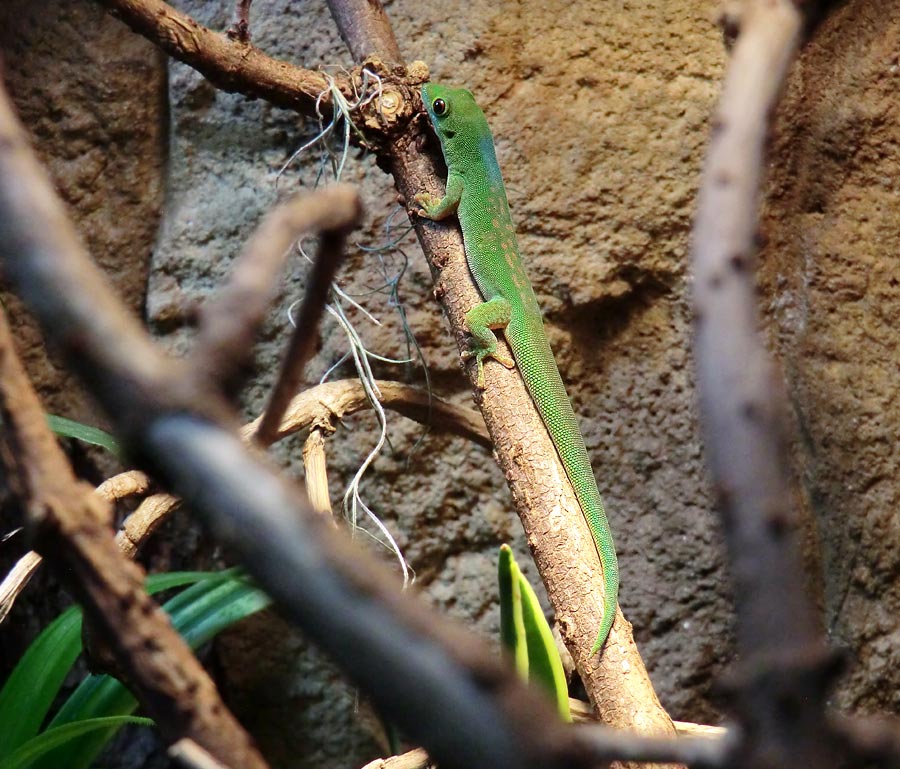 Pasteurs Taggecko im Zoologischen Garten Wuppertal am 30. Dezember 2013