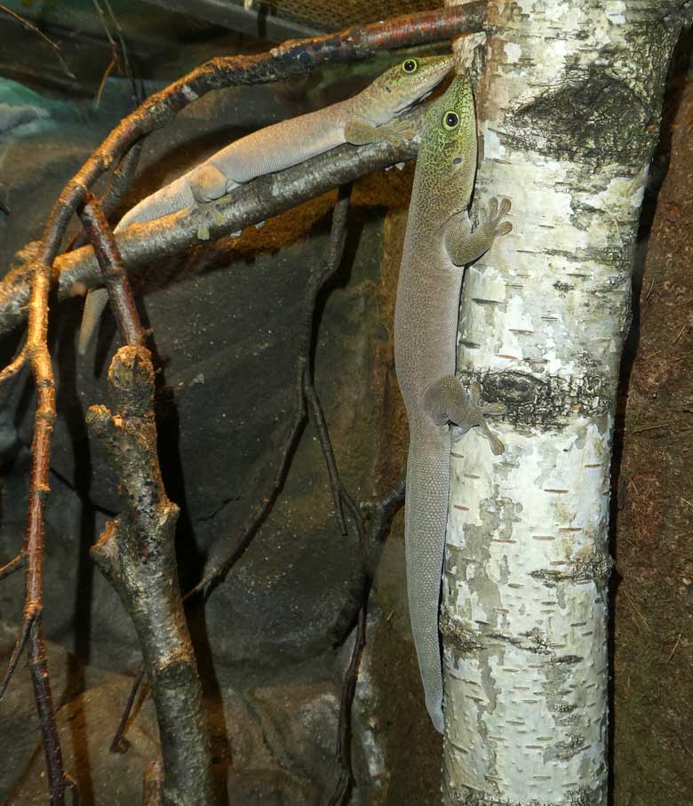 Weiblicher Querstreifen-Taggecko und männlicher Querstreifen-Taggecko am 9. August 2017 im Terrarium im  Zoo Wuppertal