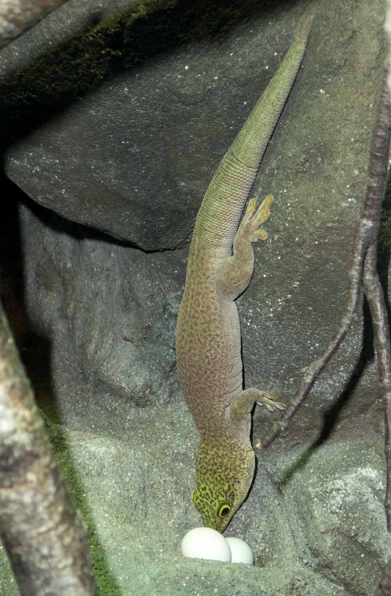 Querstreifen-Taggecko am Gelege am 13. Januar 2018 im Terrarium im Zoo Wuppertal