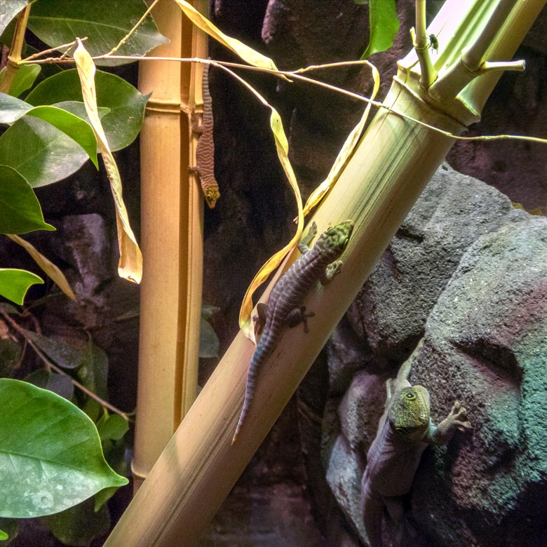 Querstreifen-Taggecko mit zwei Jungtieren am 15. Juni 2018 im Terrarium im Grünen Zoo Wuppertal