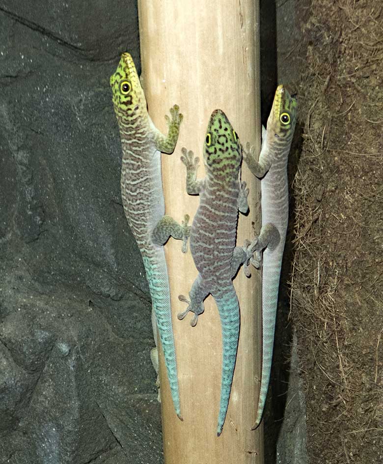 Drei Querstreifen-Taggecko-Jungtiere am 22. August 2018 im Terrarium im Wuppertaler Zoo