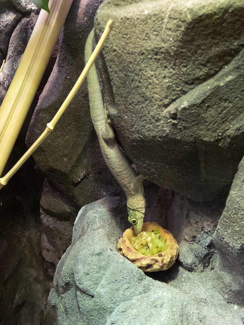 Querstreifen-Taggecko am 18. April 2019 im Terrarium im Grünen Zoo Wuppertal