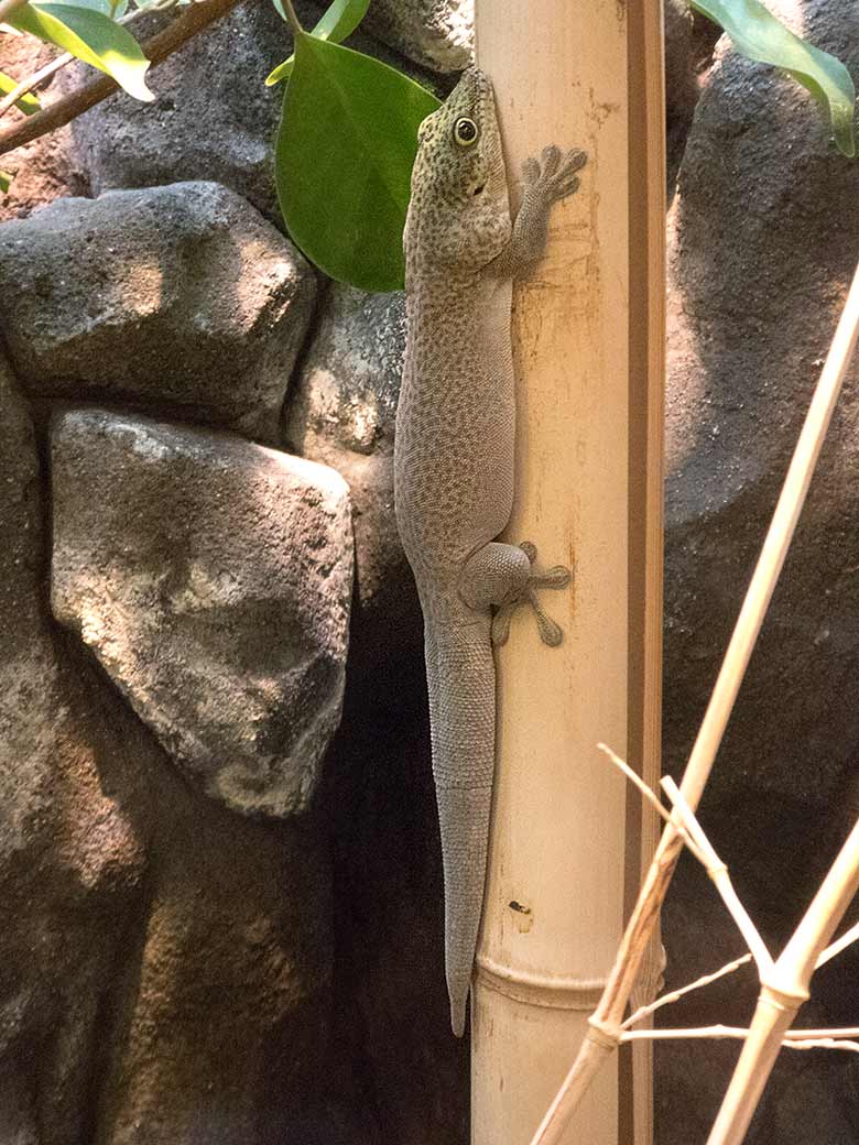 Querstreifen-Taggecko am 15. Juni 2019 im Terrarium im Wuppertaler Zoo