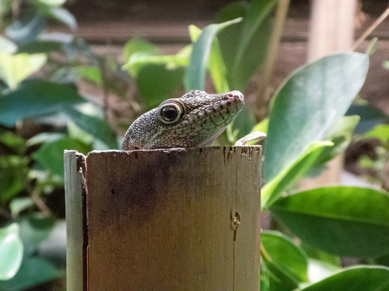 Querstreifen-Taggecko am 15. November 2019 im Terrarium im Wuppertaler Zoo