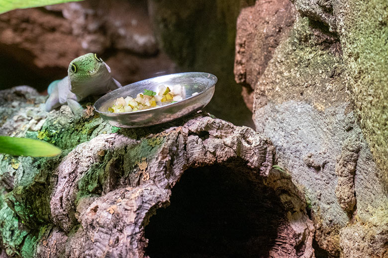 Querstreifen-Taggecko am 23. Januar 2024 in einem Schaugehege im Terrarium im Grünen Zoo Wuppertal