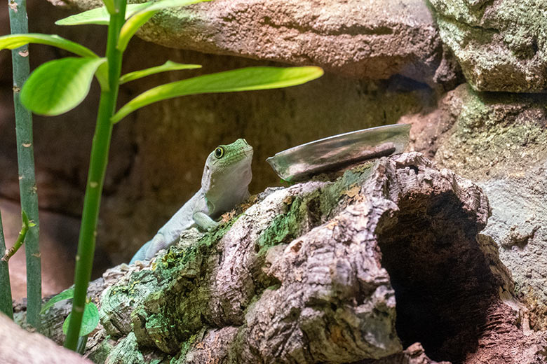 Querstreifen-Taggecko am 23. Januar 2024 in einem Schaugehege im Terrarium im Zoologischen Garten Wuppertal