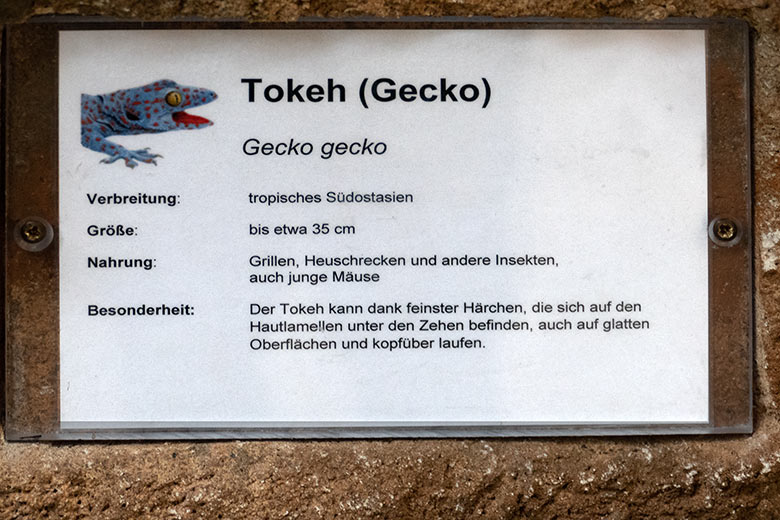 Eigenwillige Ausschilderung der Tierart Tokeh am 12. Oktober 2022 an einem Schaugehege im Terrarium im Wuppertaler Zoo