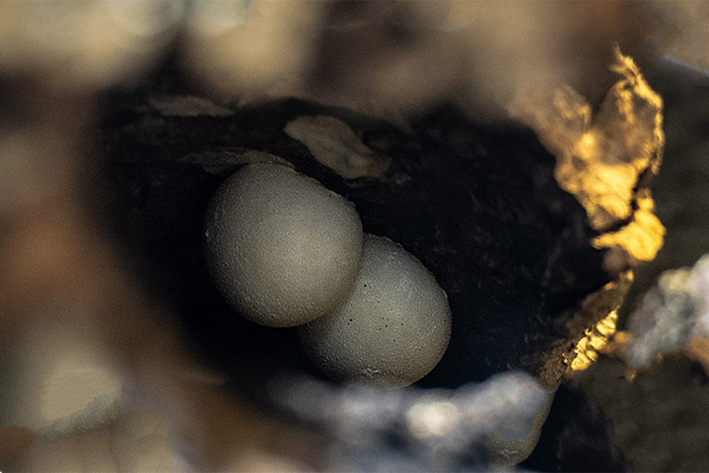 Zwei an eine Baumrinde geklebte Tokeh-Eier am 15. Januar 2023 im Terrarium im Grünen Zoo Wuppertal