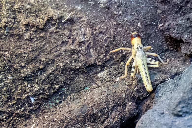 Steppengrille (Gryllus assimilis) als Futter-Tier für den Tokeh am 19. Oktober 2024 in einem Schaugehege im Terrarium im Wuppertaler Zoo