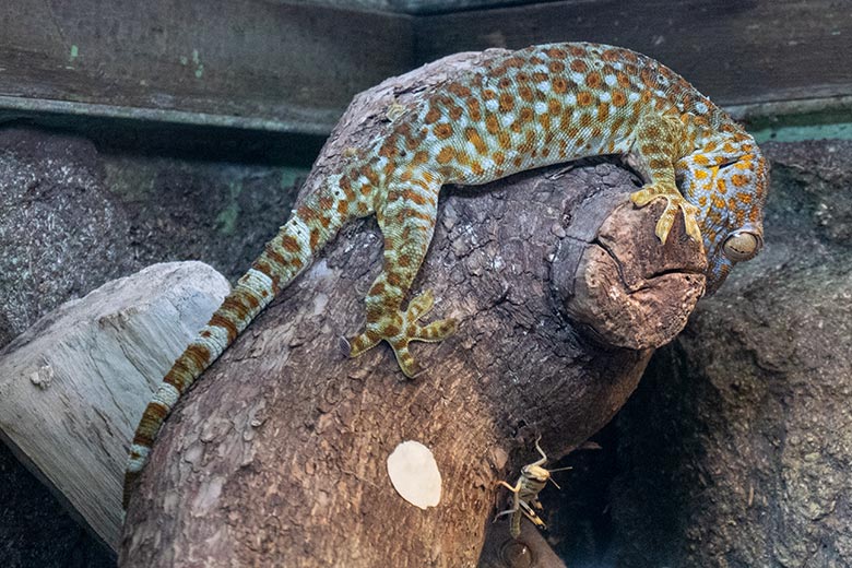 Steppengrille (Gryllus assimilis) als Futter-Tier für den Tokeh am 19. Oktober 2024 in einem Schaugehege im Terrarium im Zoo Wuppertal