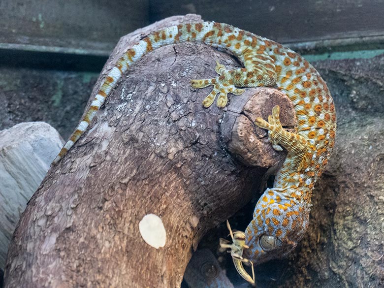 Steppengrille (Gryllus assimilis) als Futter-Tier für den Tokeh am 19. Oktober 2024 in einem Schaugehege im Terrarium im Grünen Zoo Wuppertal