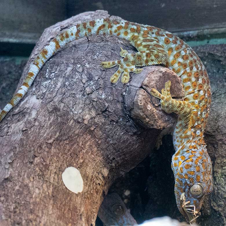 Tokeh mit Futter-Tier im Maul am 19. Oktober 2024 in einem Schaugehege im Terrarium im Zoologischen Garten Wuppertal