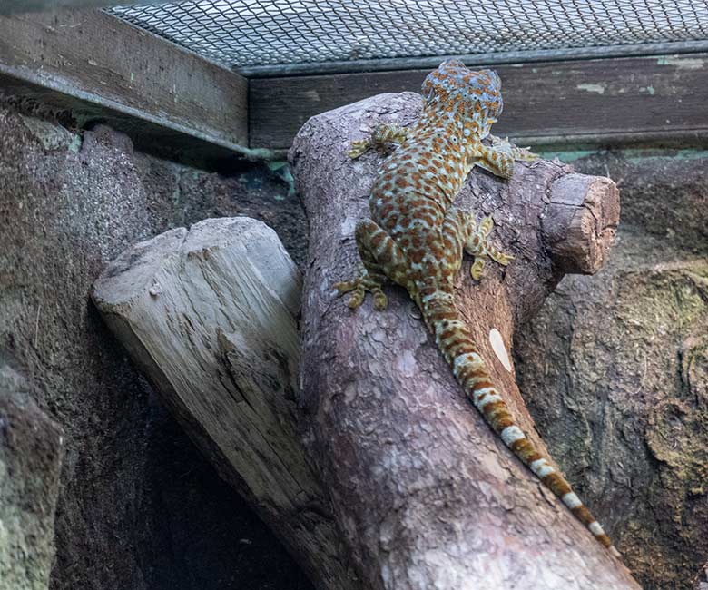 Tokeh am 25. Oktober 2024 in einem Schaugehege im Terrarium im Zoologischen Garten der Stadt Wuppertal