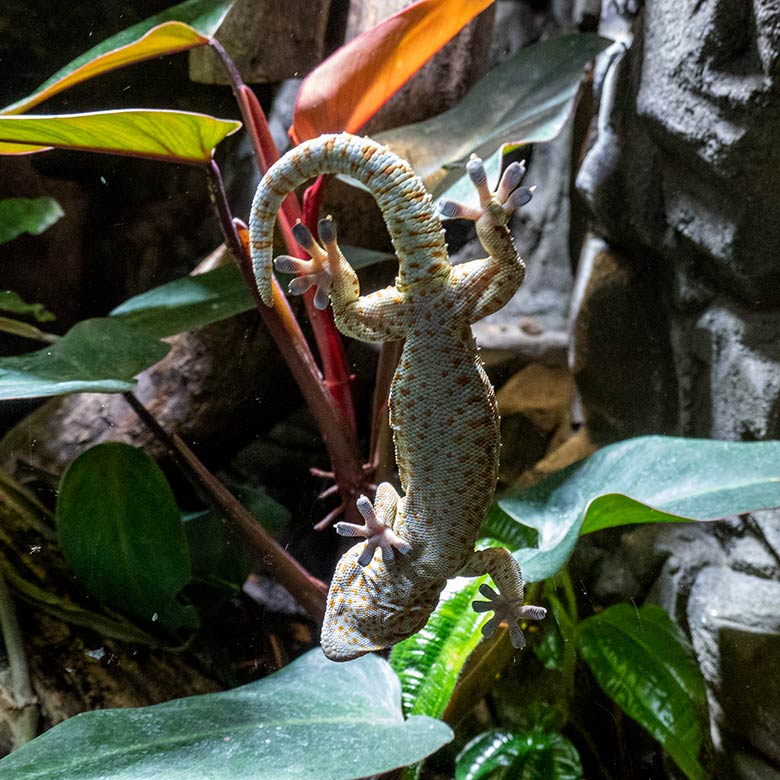 Tokeh direkt auf der Glasscheibe am 13. November 2024 in einem Schaugehege im Terrarium im Grünen Zoo Wuppertal