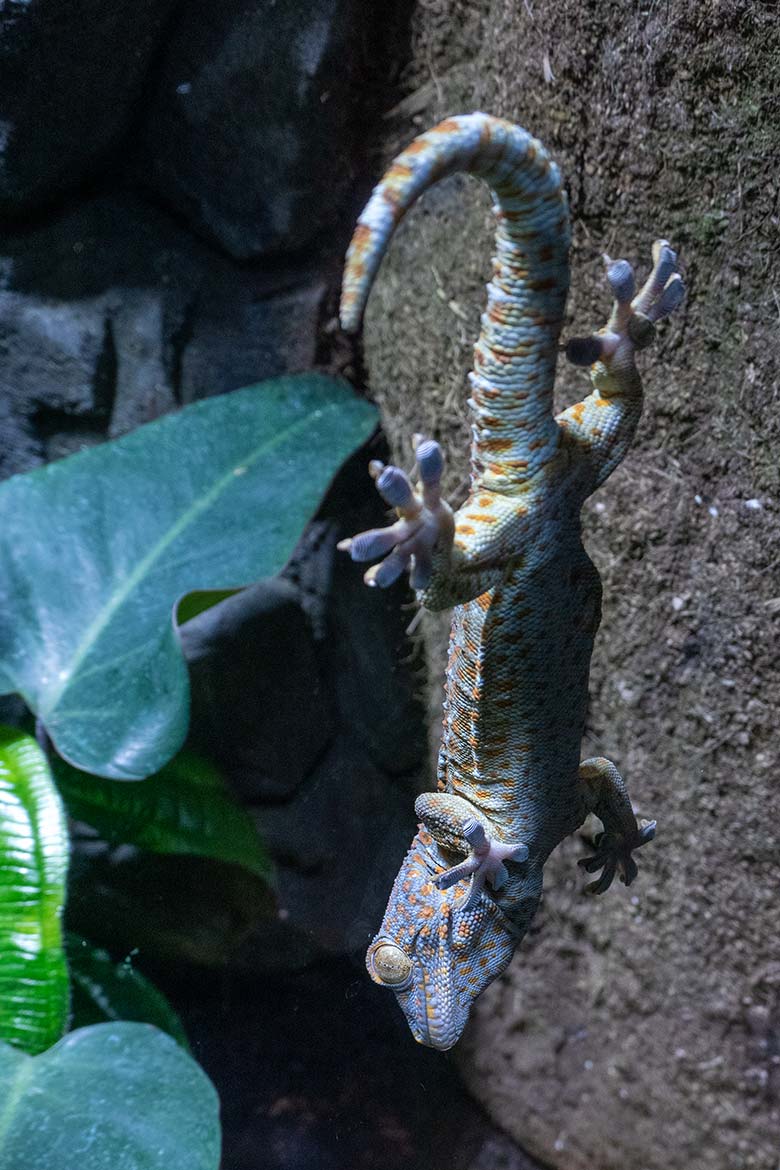 Tokeh direkt auf der Glasscheibe am 13. November 2024 in einem Schaugehege im Terrarium im Zoologischen Garten Wuppertal