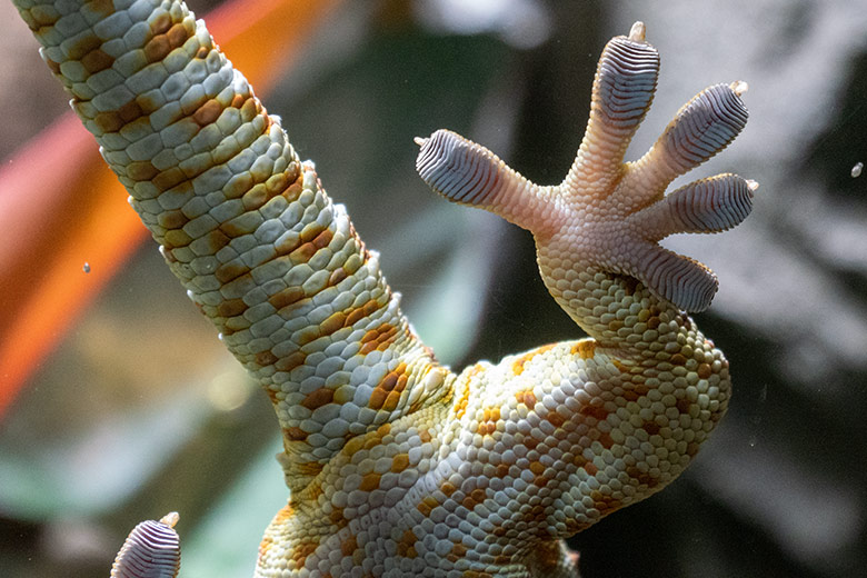 Linkes Hinterbein eines Tokeh direkt auf der Glasscheibe am 13. November 2024 in einem Schaugehege im Terrarium im Wuppertaler Zoo