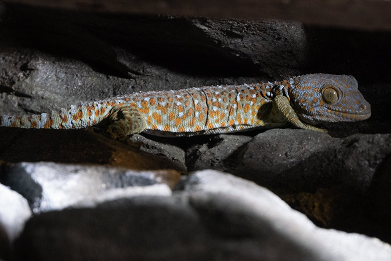 Tokeh am 13. November 2024 in einem Schaugehege im Terrarium im Zoologischen Garten der Stadt Wuppertal