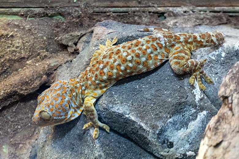 Tokeh am 18. November 2024 in einem Schaugehege im Terrarium im Grünen Zoo Wuppertal