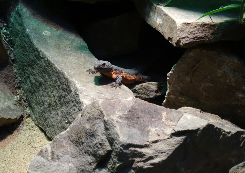 Mosambik-Gürtelschweif am 20. Mai 2017 im Terrarium im Großkatzenhaus im Grünen Zoo Wuppertal