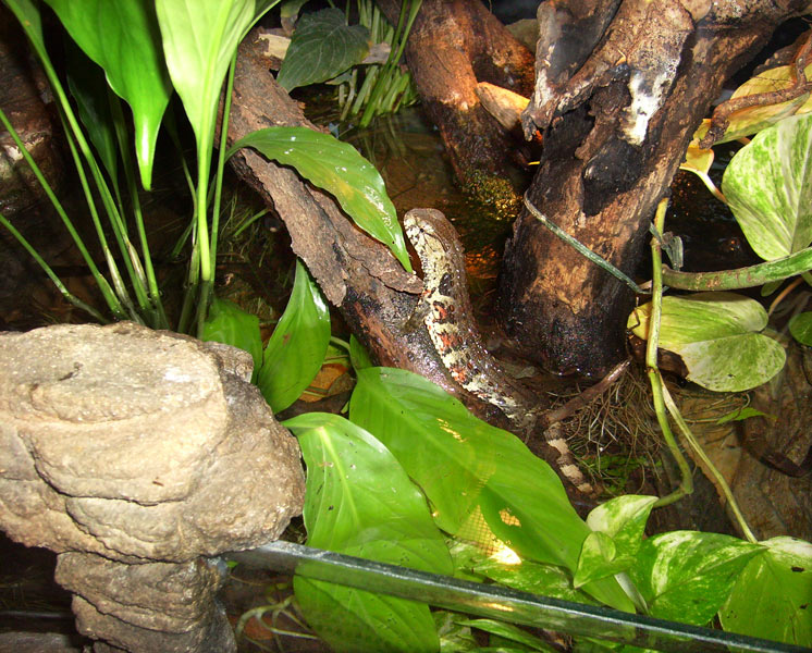 Chinesische Krokodilschwanzechse im Zoologischen Garten Wuppertal im November 2008