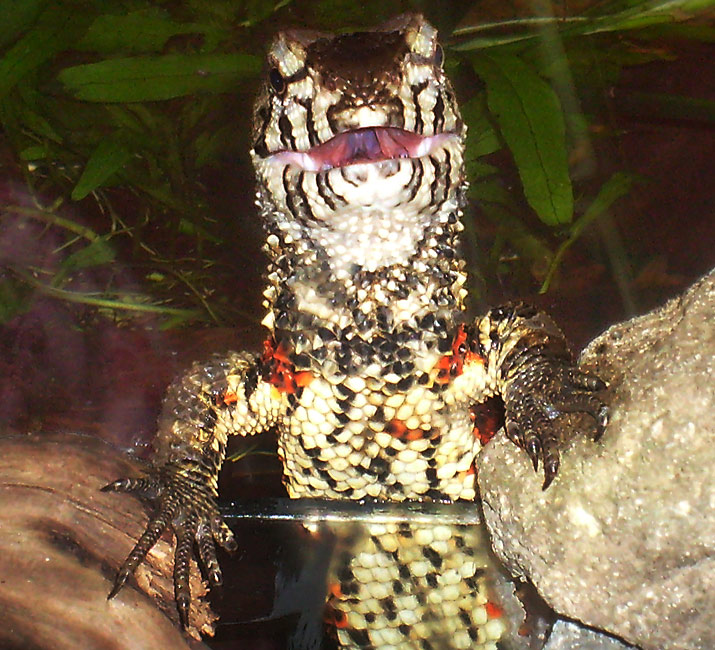 Chinesische Krokodilschwanzechse im Zoo Wuppertal am 1. Mai 2010