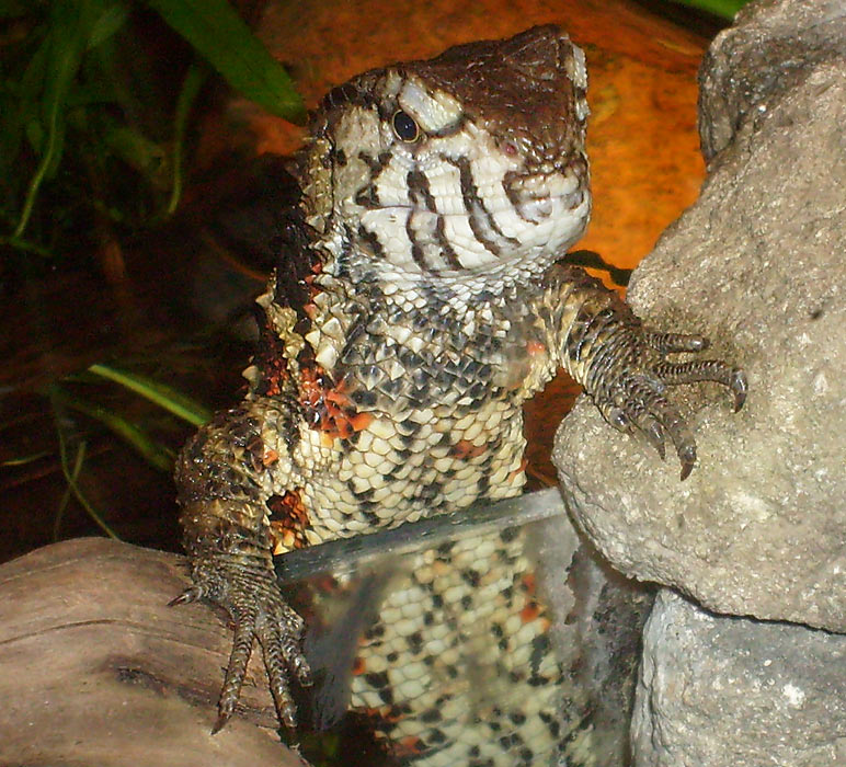 Chinesische Krokodilschwanzechse im Zoologischen Garten Wuppertal am 1. Mai 2010