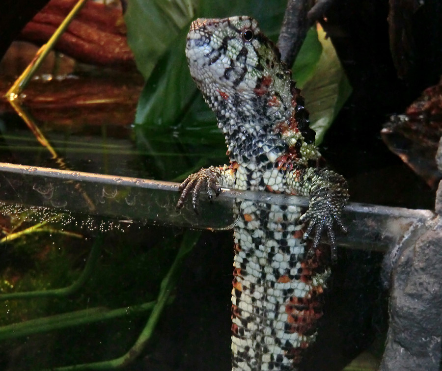 Krokodilhöckerechse im Zoo Wuppertal im Dezember 2012