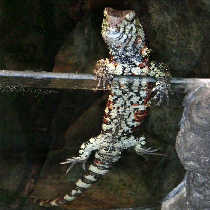 Krokodilhöckerechse im Wuppertaler Zoo am 27. Dezember 2012