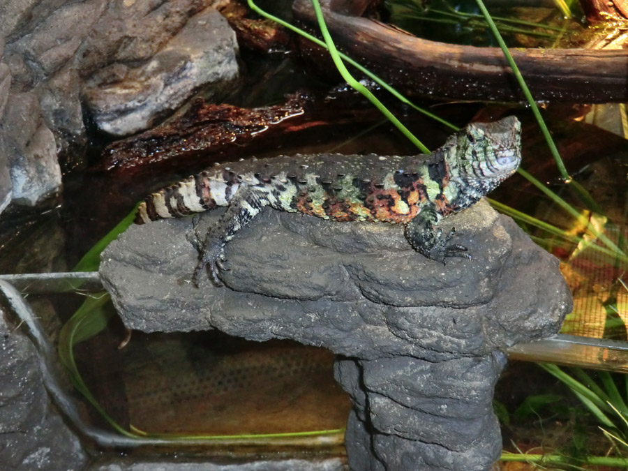 Krokodilhöckerechse im Zoologischen Garten Wuppertal im Dezember 2012