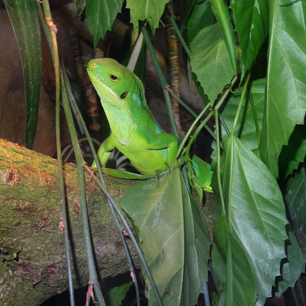 Gebänderter Fidschi-Leguan am 23. Juni 2016 im Wuppertaler Zoo