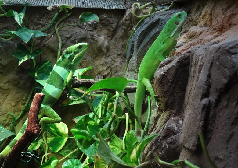 Gebänderte Fidschi-Leguane am 2. Oktober 2016 im Terrarium im Zoo Wuppertal