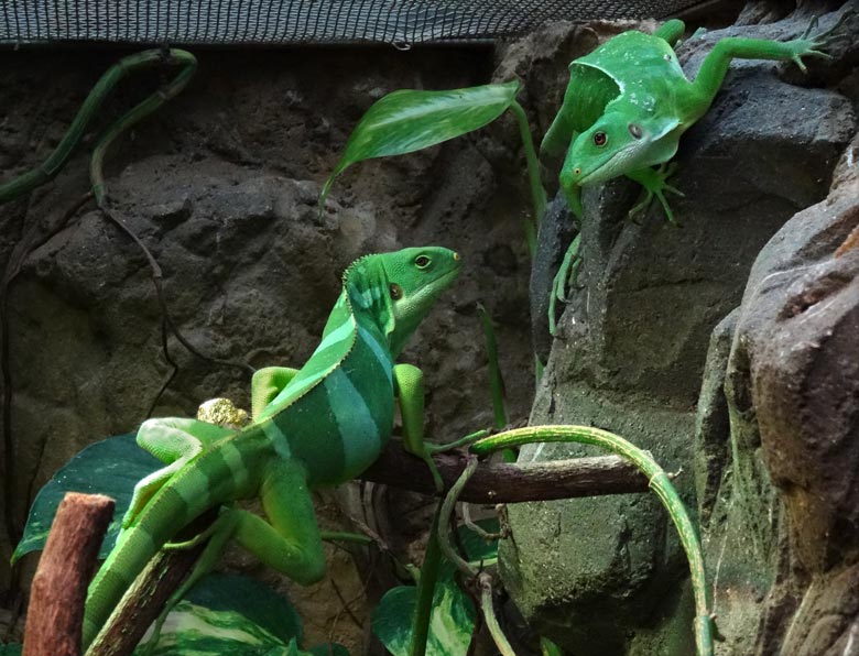 Gebändertes Fidschi-Leguan-Paar am 4. Februar 2017 im Terrarium im Wuppertaler Zoo
