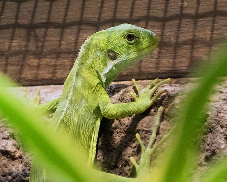 Männliches Gebändertes Fidschi-Leguan-Jungtier am 2. Mai 2019 im Terrarium im Grünen Zoo Wuppertal