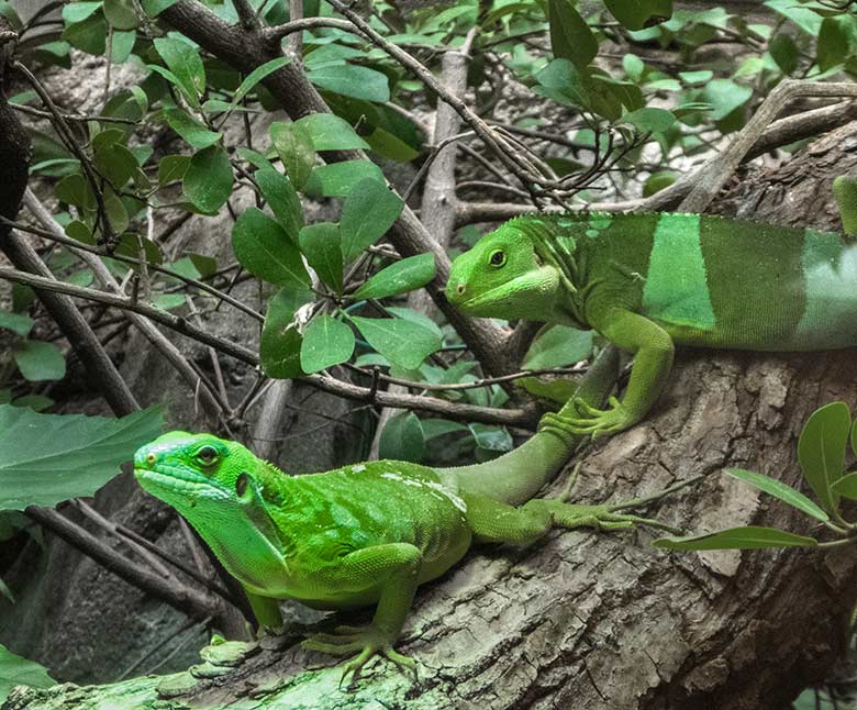 Adultes Gebändertes Fidschi-Leguan-Weibchen und Männchen am 2. Mai 2019 im Terrarium im Zoologischen Garten Wuppertal