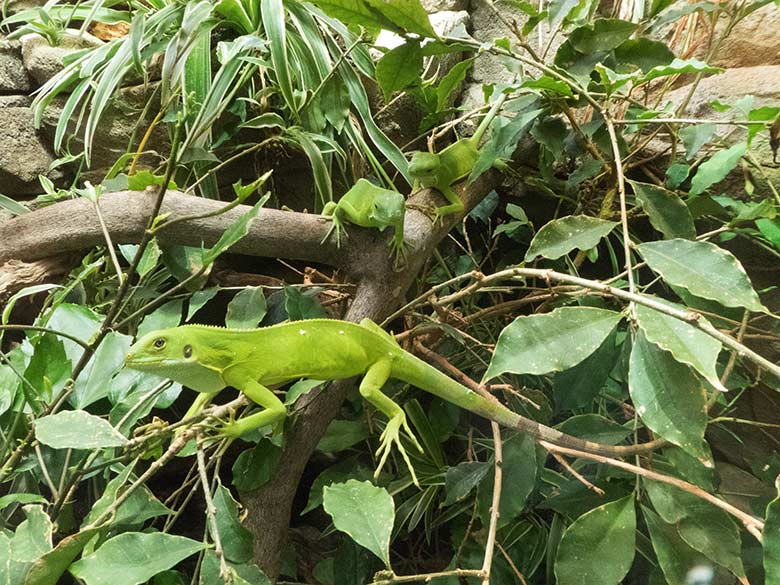 Drei Gebänderter Fidschi-Leguan-Jungtiere am 6. September 2019 Terrarium im Grünen Zoo Wuppertal