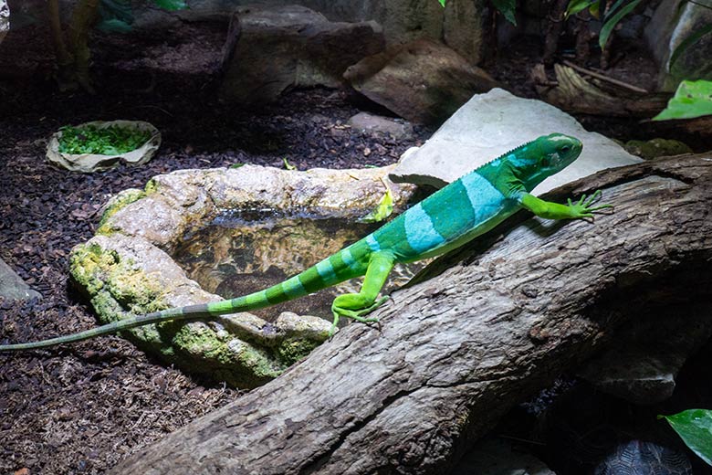 Männlicher Gebänderter Fidschi-Leguan am 18. November 2024 in einem Schaugehege im Terrarium im Grünen Zoo Wuppertal