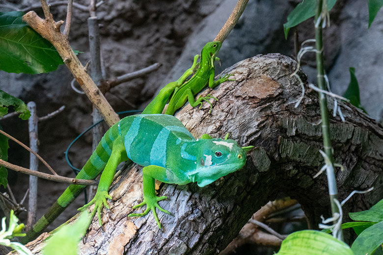 Männlicher Gebänderter Fidschi-Leguan und frisch geschlüpftes Jungtier am 18. November 2024 in einem Schaugehege im Terrarium im Zoo Wuppertal