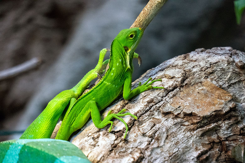 Frisch geschlüpftes Jungtier beim Gebänderten Fidschi-Leguan am 18. November 2024 in einem Schaugehege im Terrarium im Wuppertaler Zoo