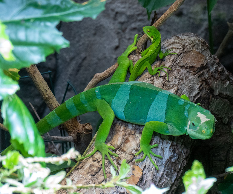 Männlicher Gebänderter Fidschi-Leguan und frisch geschlüpftes Jungtier am 18. November 2024 in einem Schaugehege im Terrarium im Grünen Zoo Wuppertal