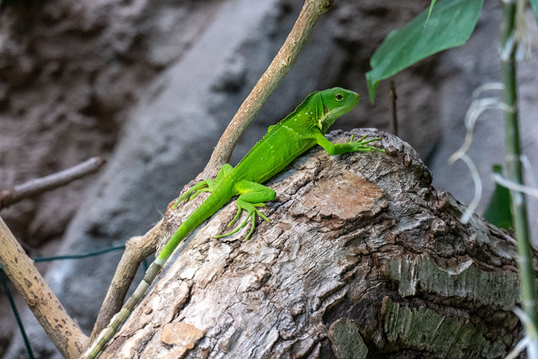 Frisch geschlüpftes Jungtier beim Gebänderten Fidschi-Leguan am 18. November 2024 in einem Schaugehege im Terrarium im Zoologischen Garten Wuppertal