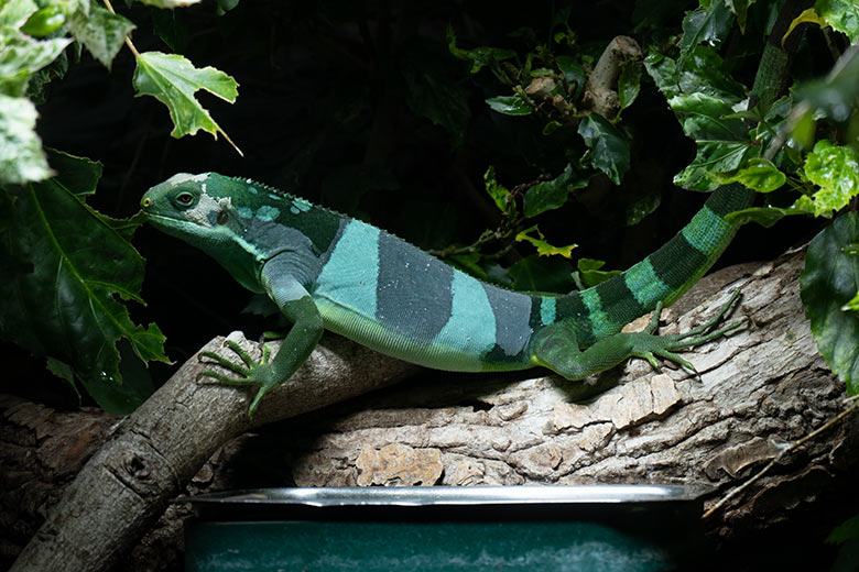 Männlicher Gebänderter Fidschi-Leguan am 18. November 2024 in einem Schaugehege im Terrarium im Grünen Zoo Wuppertal