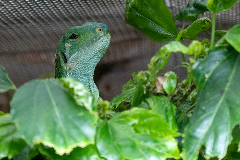 Weiblicher Gebänderter Fidschi-Leguan am 18. November 2024 in einem Schaugehege im Terrarium im Zoologischen Garten Wuppertal