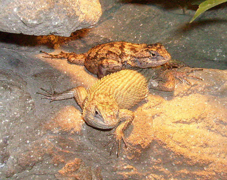 Malachit-Stachelleguane im Zoologischen Garten Wuppertal im November 2008