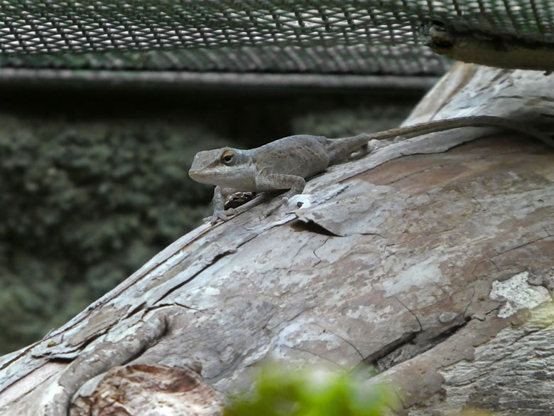 Freilebender Rotkehlanolis am 23. September 2017 als eigenständiger Besucher im Gemeinschaftsgehege der Krokodilhöckerechse und des Siamesischen Braunfroschs im Terrarium im Wuppertaler Zoo