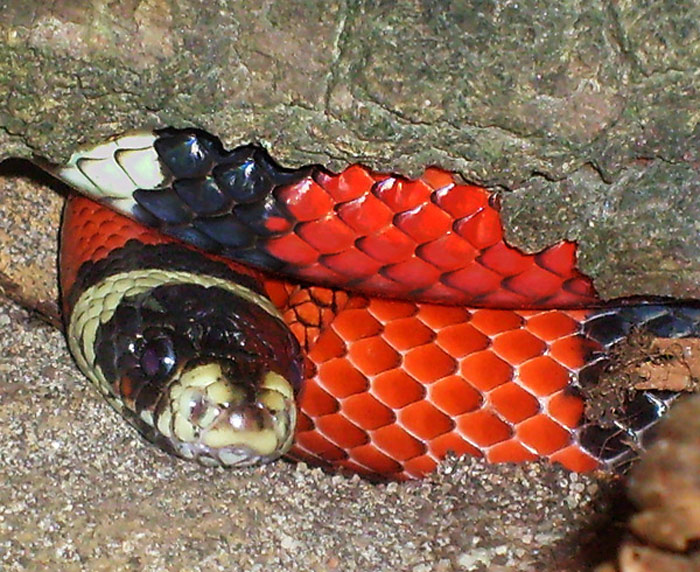 Sinaloa-Dreiecksnatter im Wuppertaler Zoo im Mai 2010